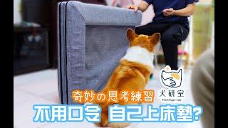 柯基犬肥油 X 不用指令 自己上床墊? 奇妙の思考練習