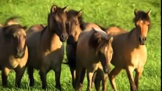 Clydesdale Polka