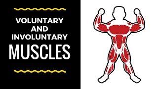 Voluntary  and Involuntary muscles