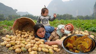 Harvesting potatoes to sell at the market - exploiting wild beehives for my daughter to eat