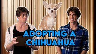 Adopting a Chihuahua