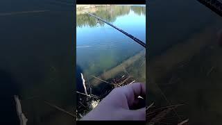 Massive BEAVER Scares The S*** Out Of Me While Fishing! #shorts