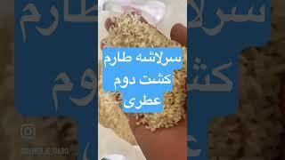 سرلاشه طارم کشت دوم عطری و خوشپخت