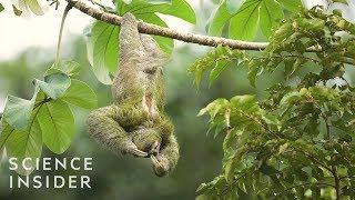 The Extreme Life Of A Sloth