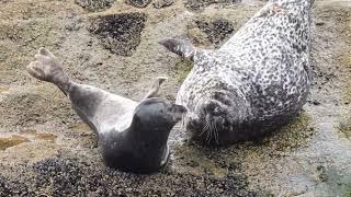 Seals Having a Slap Fight