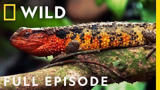 Wild Vietnam: Pangolins, Primates, and the Land of Mountain Forests (Full Episode) | Nat Geo Wild