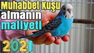 Muhabbet kuşu almanın maliyeti 2021 Muhabbet Kuşu