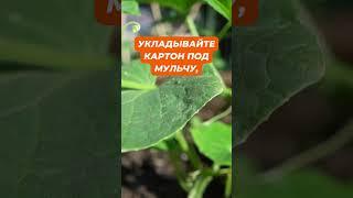 Лайфхак №9 Ленивый огород