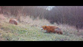 Pregnant fox screaming at partner