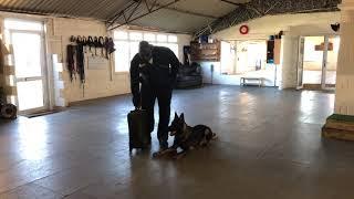 Elite Range of DDR Shepherds k9 Body Guard Training “ Object Guard”