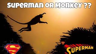 Superman Jump From Monkey