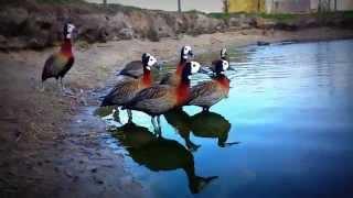 A noisy family of White-faced whistling ducks