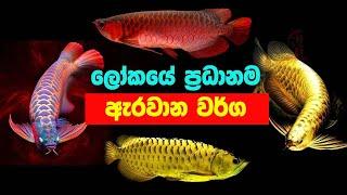 ලෝකයේ ප්‍රධානම ඇරවානා වර්ග. The World's Leading Types of Arowana.