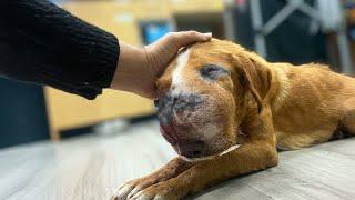 The Deformed, Cancer-Stricken dog begs her owner not to Abandon or Shun her.