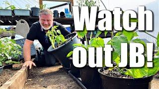 Taking On An Expert Chilli Grower | Allotment Gardening With Tony