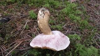 . Гриб со сложным характером. Желчный гриб - Tylopilus felleus