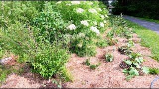 Permaculture Food Forest - Considering Succession and other elements