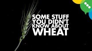 Stuff You Didn't Know About Wheat