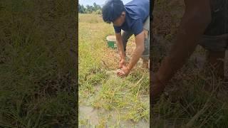 amazing fishing! fisherman catch fish under grass at field by hand  #shots #topfishing