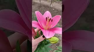 Лилия Пакьяно, Ла-гибрид, цветение первогодок
