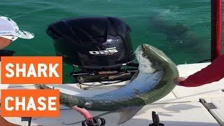 Tarpon Chased By Huge Hammerhead Shark