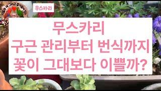 식조락tv 무스카리 관리방법. 꽃보다 아름다운 그대 에게 바칩니다.