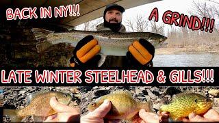 Late Winter STEELHEAD and BLUEGILLS in Western NY… A GRIND!!!