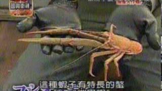 日本海神秘魚種