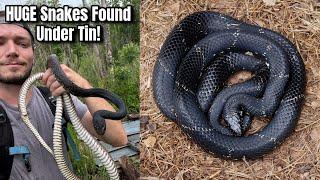 Finding HUGE Wild Snakes Under Tin in Georgia! 7ft Coachwhip?