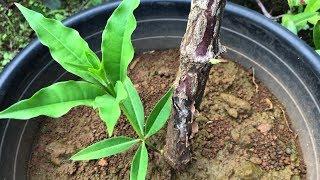 Growing ALLAMANDA (cuttings) = Golden Trumpet = Trumpet Vine