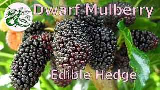 The Tastiest Edible Hedge  - Dwarf Black Mulberry