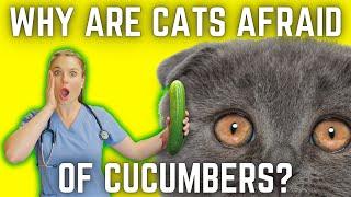 The 3 Reasons Why Cats Are Afraid Of Cucumbers? | Vet Simply Explains