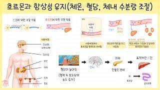 [중3_자극과 반응] 3강. 호르몬⎥내분비샘⎥항상성 유지⎥체온 조절⎥혈당량 조절⎥체내 수분량 조절 과정 정리하기