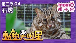 動物大明星 S3【石虎】第3季 第04集｜認識動物｜自然生態｜魚類｜爬蟲類｜昆蟲｜海洋生物｜哺乳類｜Animal big star｜兒童電視節目【親子台｜官方HD完整版】momokids