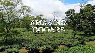 Dooars Tea Garden || Dooars Nature || North Bengal