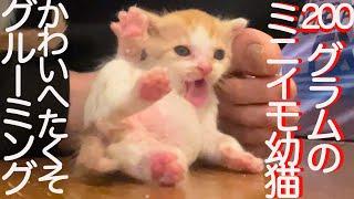 200グラムのミニミニ幼猫、かわいいへたくそグルーミング The too-small kitty's funny grooming