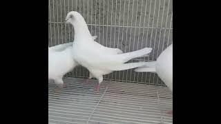 Indiana pigeons (کبوتر ویشی هندی)