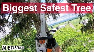 Climbing the Biggest Safest Tree