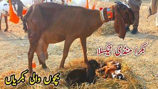 Bacho Wali Bakriyan Taxila Bakra Mandi Latest Update 21 December 2024