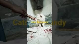 tani likes candy.. | Persian cats 