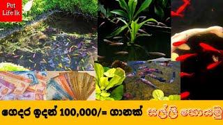 ලක්ෂ ගානක් | How to earn money from pet fish  | Sinhala fish farm business | Fish sinhala -PetLifelk