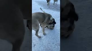 Kano and General playing