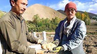 Harvest Potato Session In the Bamyan Afghanistan village