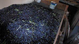 PICKING MY 86 OLIVE TREES BY HAND in CYPRUS