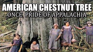 American Chestnut Trees once the Pride of the Appalachia's