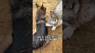 이런 울프독 처음이실걸요?