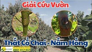 Giải Cứu Vườn Mít Bị Thắt Cổ Chai - Nấm Hồng