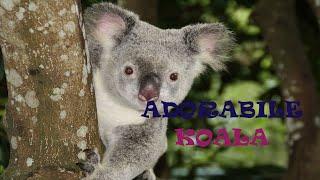 "L' ADORABILE KOALA"  Mini Documentario presentato da Ravi