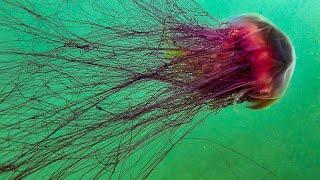 Lion's Mane Jellyfish with lengthy tentacles