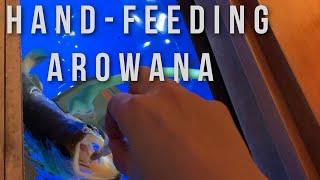 【Must See!】Hand-Feeding Arowana | Arowana Drop Eye